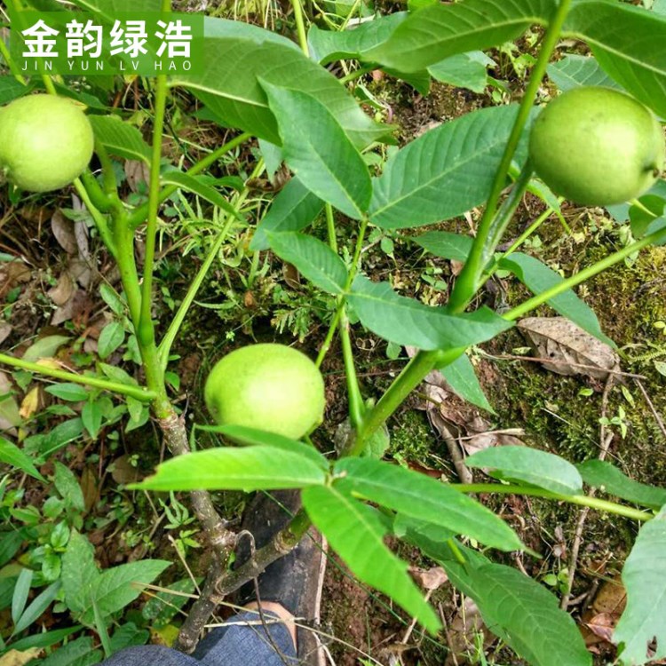 基地直銷(xiāo)文玩核桃苗 屬我們秦巴野核桃改良品種品像好孿生多好配