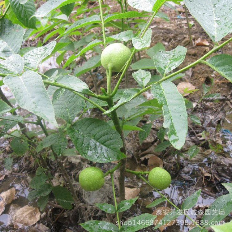 安徽清香核桃苗薄皮核桃苗批發(fā)銷售果樹苗  嫁接核桃苗