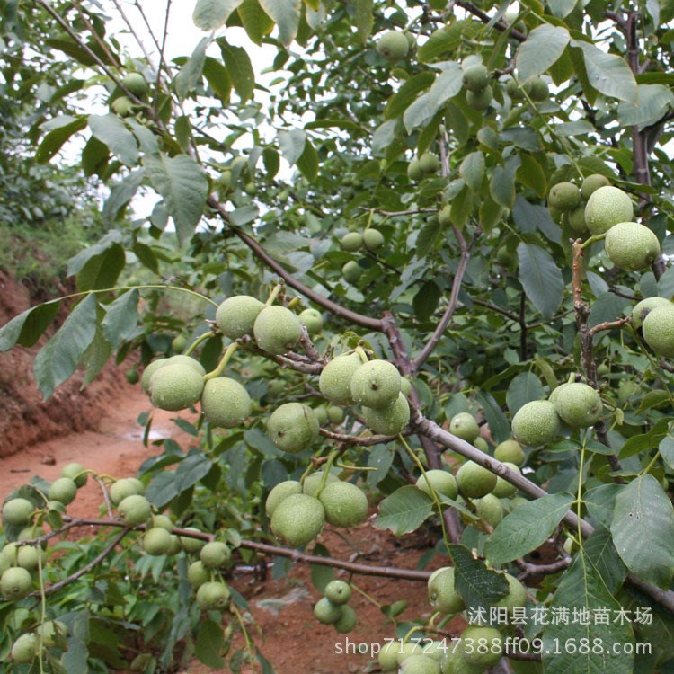 批发果树苗薄皮核桃苗 8518核桃树苗木当年结果9818核桃苗