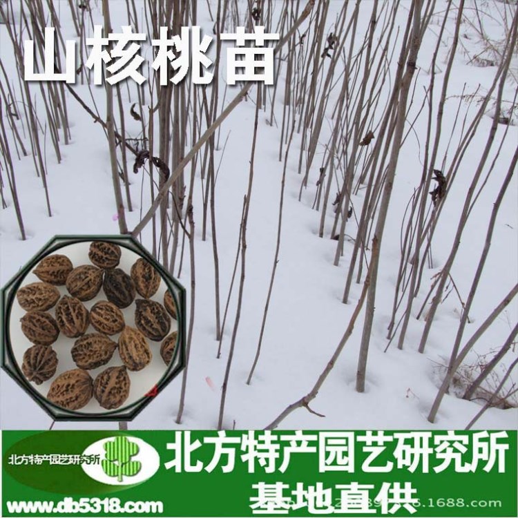 批發(fā) 核桃苗 長白山黑核桃苗 嫁接核桃苗 吉林薄皮8518核桃苗