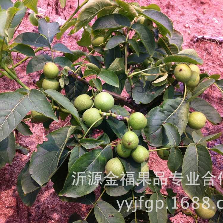 供应 江苏种植核桃苗 8518结果早产量高  品种优！