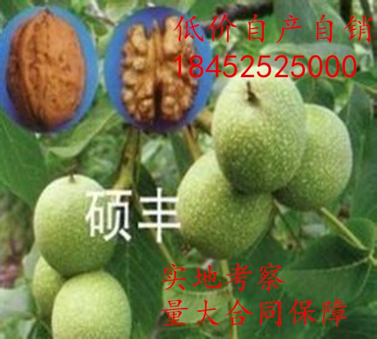 南北方果树苗批发硕丰核桃树苗 有香味,品质优良 香玲核桃树苗