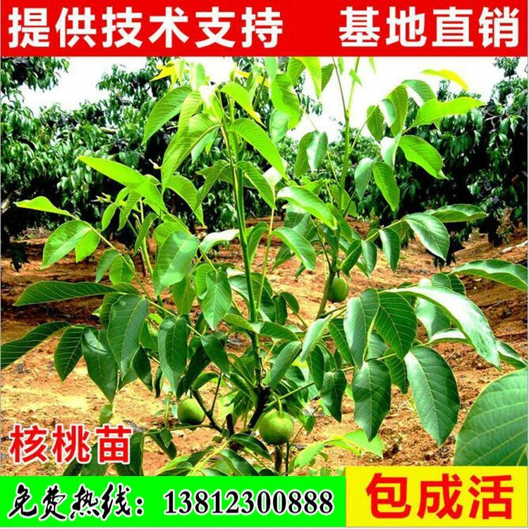 嫁接核桃苗种植基地 批发8518 辽核2号核桃苗 薄皮香玲核桃苗价格