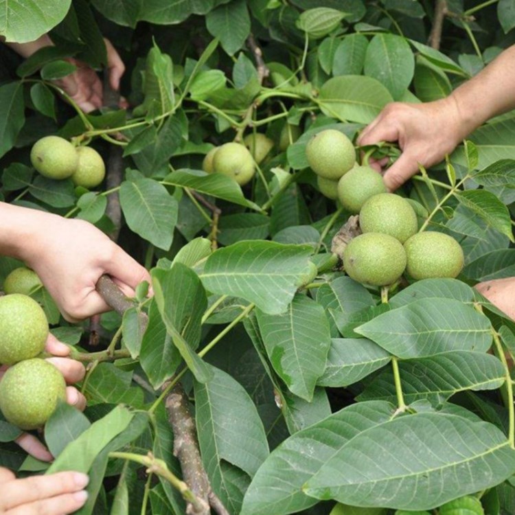 河北种植清香核桃苗  嫁接品种规格  今年核桃苗价格 基地直