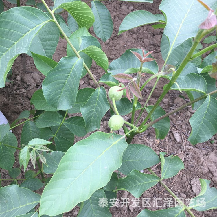 核桃苗基地出售1-3公分香玲核桃苗 青皮核桃苗 早實(shí)核桃苗