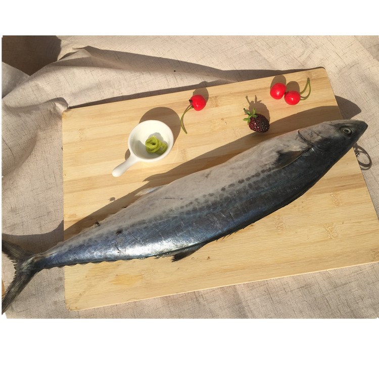 威海乳山海鮮水產單凍大鲅魚新鮮活馬鮫魚500g一件代發