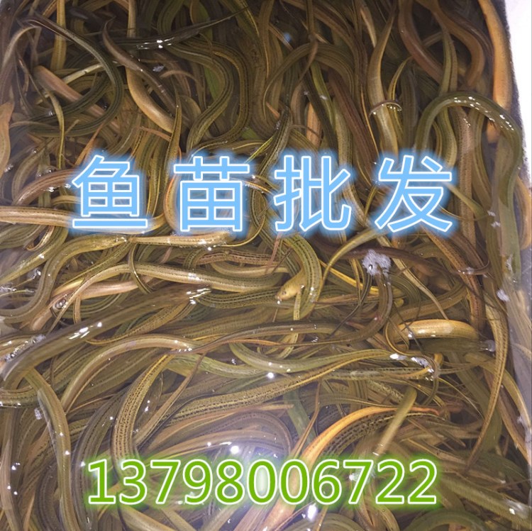 淡水養(yǎng)殖黃鱔魚苗  養(yǎng)殖黃鱔魚苗   魚苗批發(fā)