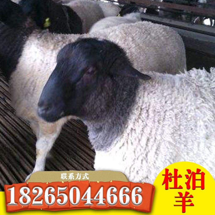 杜泊綿陽羊 黑頭杜泊羊批發出售 肉羊 羊羔價格養殖