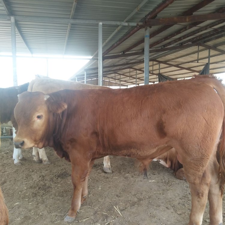 魯西黃牛肉牛牛犢 耗牛犢品種活體種公牛免費運輸牛苗