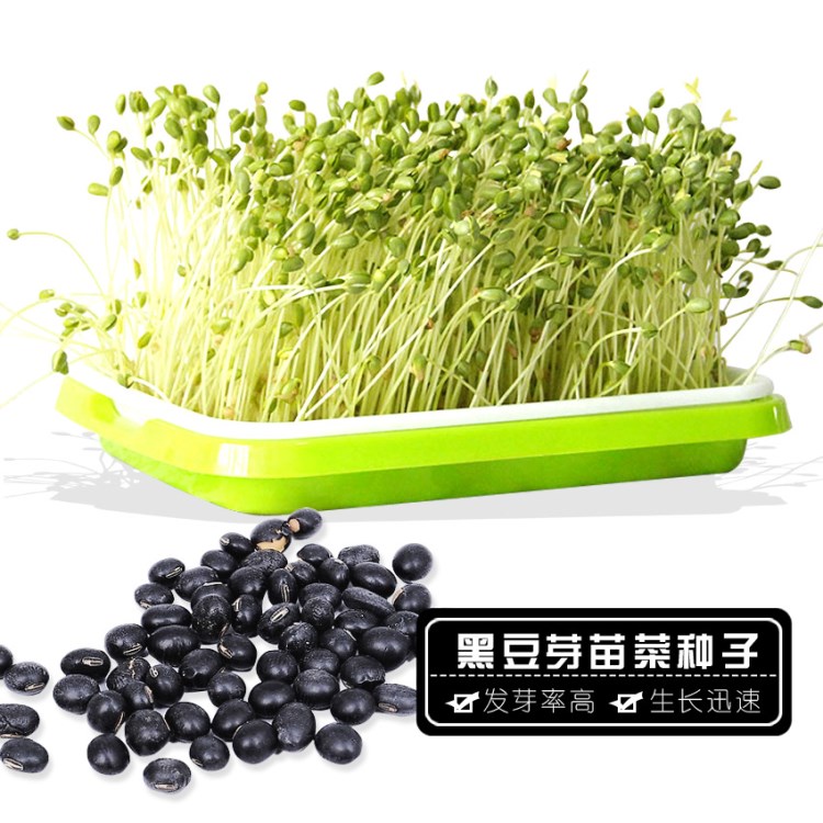 [黑豆芽苗菜]種子芽苗菜小黑豆豆芽豆苗四季蔬菜種子500克分裝