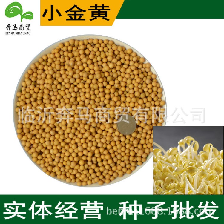 芽苗菜種子 小金黃 珍珠粒 極小粒黃豆 納豆 生豆芽批發(fā) 500克