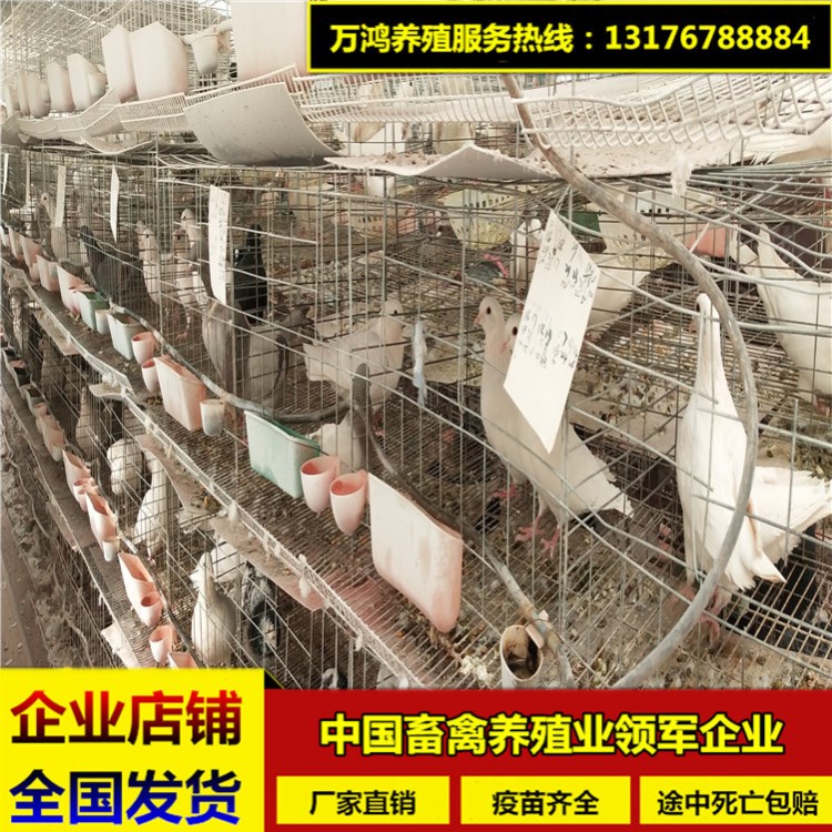 肉鸽批发 肉鸽 种鸽货源 种鸽的养殖及销售