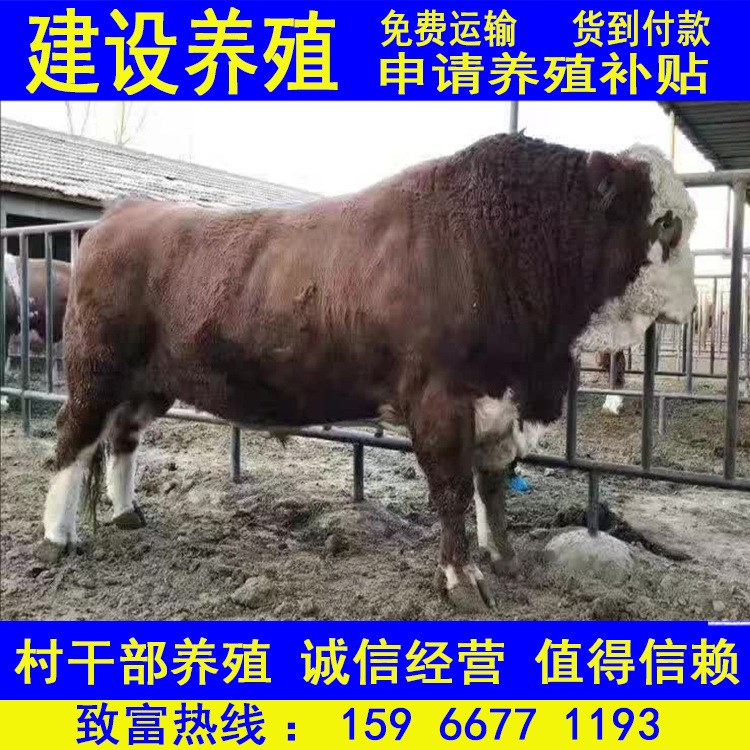 长期销售改良肉牛犊 育肥黄牛犊 利木赞牛 夏洛莱牛 西门塔牛