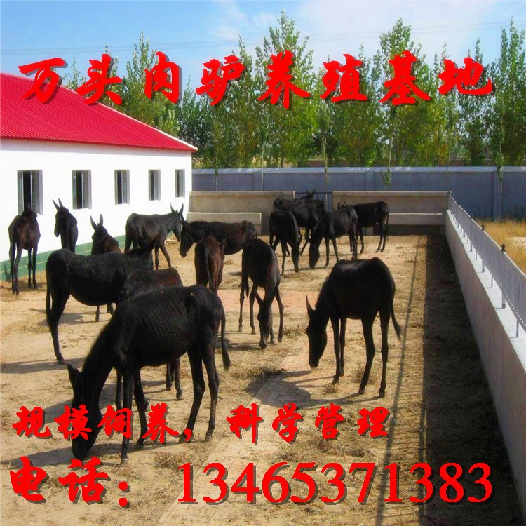 提供肉驢出售 品種驢 三粉驢 德州驢 雜交驢 驢苗價格