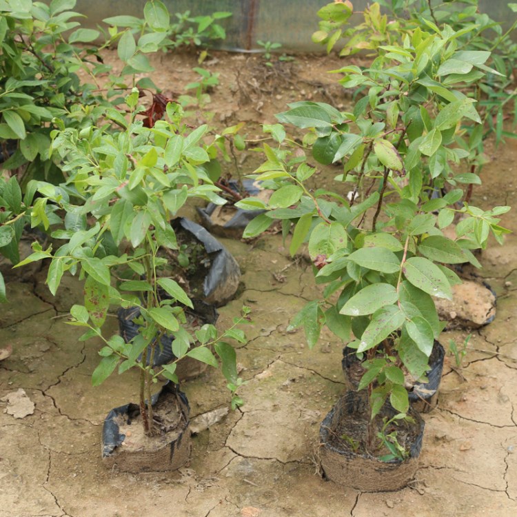 盆栽藍豐藍莓苗  南方種植杜克品種 基地直供果樹苗木批發(fā) 價格低