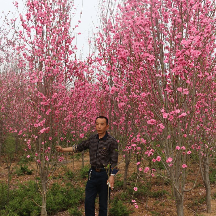 现挖现卖龙柱碧桃苗 景观造型龙柱碧桃树苗 山东基地供应绿化苗木