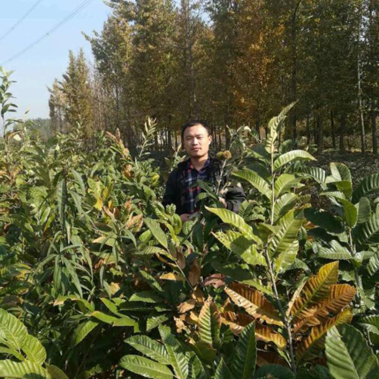 果树苗木批发节节红大红袍板栗苗嫁接板栗树苗品种规格基地供