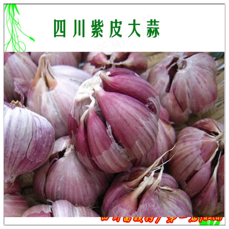 大蒜紫皮大蒜四川紫皮大蒜 農家紅皮蒜頭