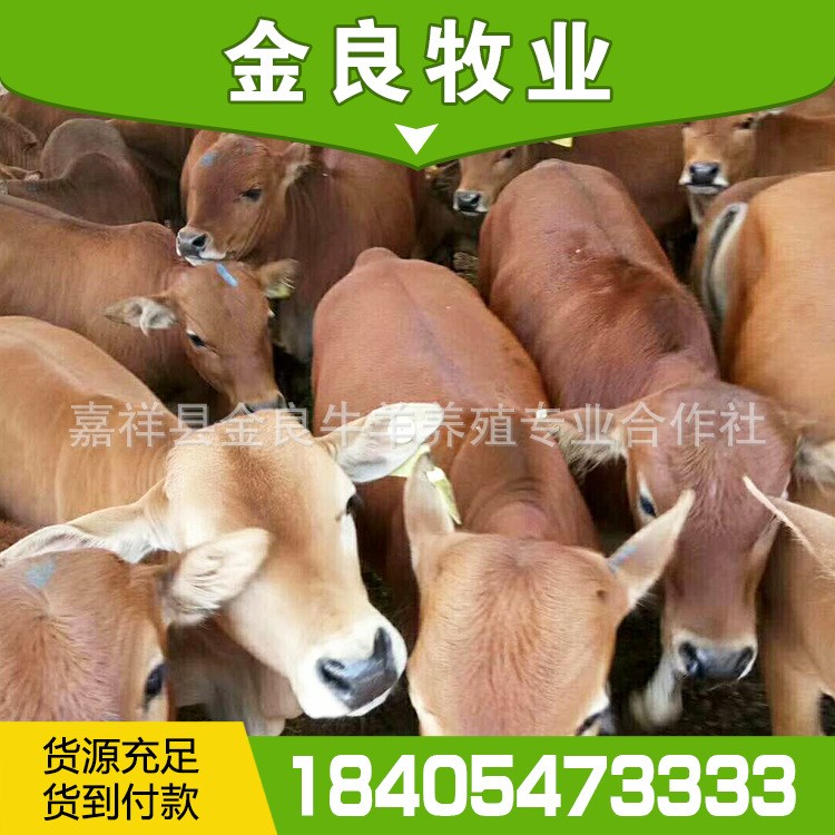 牛羊养殖场鲁西黄牛小肉牛犊活牛肉牛养殖利润分析