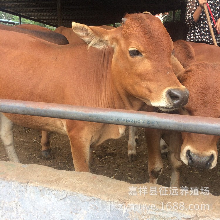 良種肉牛養(yǎng)殖場直銷 改良小黃牛牛犢子 魯西黃牛種牛 免費運輸