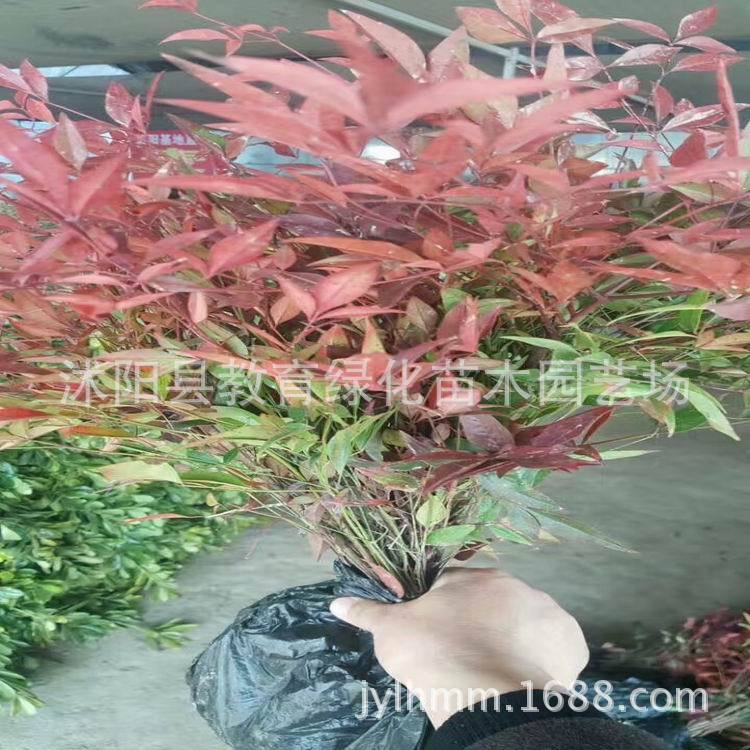 供應(yīng)火焰紅天竹苗.南天竺球.盆栽營(yíng)養(yǎng)缽叢生耐修剪耐寒南天竹
