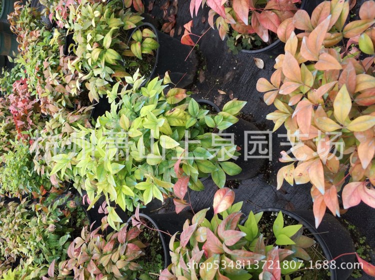 火焰南天竹盆栽營養缽苗綠化工程用苗