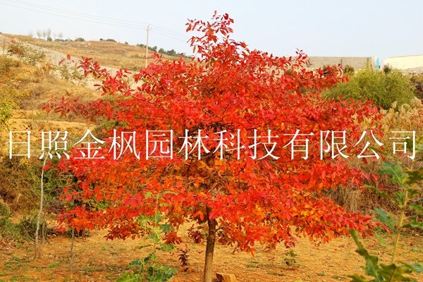 供應 多花籃果樹 美國紫樹 藍果樹彩色苗木 綠化小苗木 山東現貨