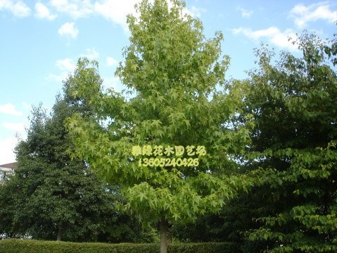 北美楓香 行道樹喬木 長期供應 樹型優(yōu)美 園林綠化植物