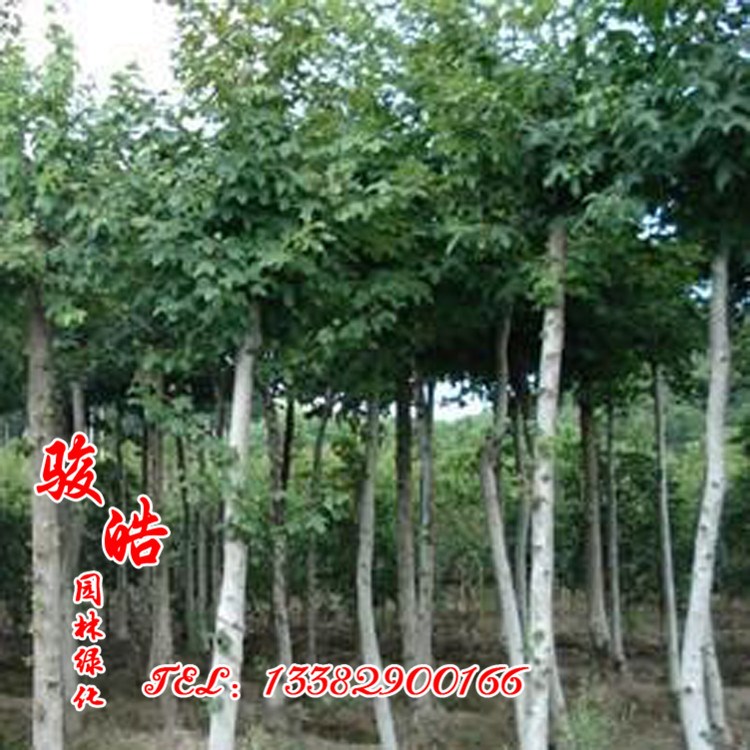 基地直銷 樹形優(yōu)美 行道樹 北美楓香批發(fā) 根系深 貨源充足