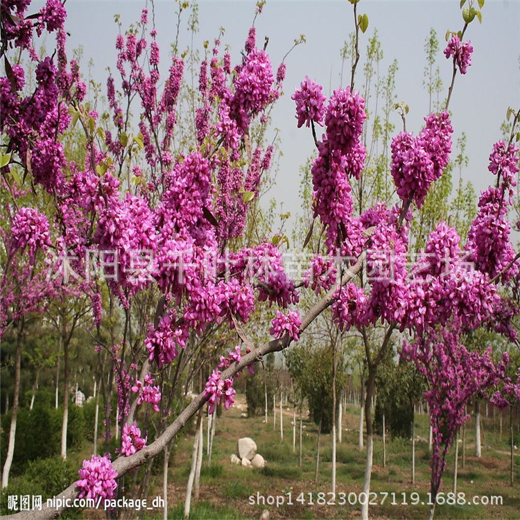 新品種加拿大紅葉紫荊 紫荊樹苗 彩葉苗木 紫荊樹苗批發(fā)