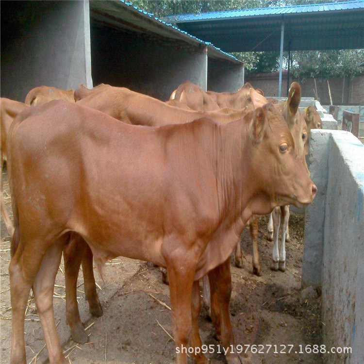 2018肉牛 肉牛犊 种西门塔尔牛 鲁西黄牛 全国货到付款