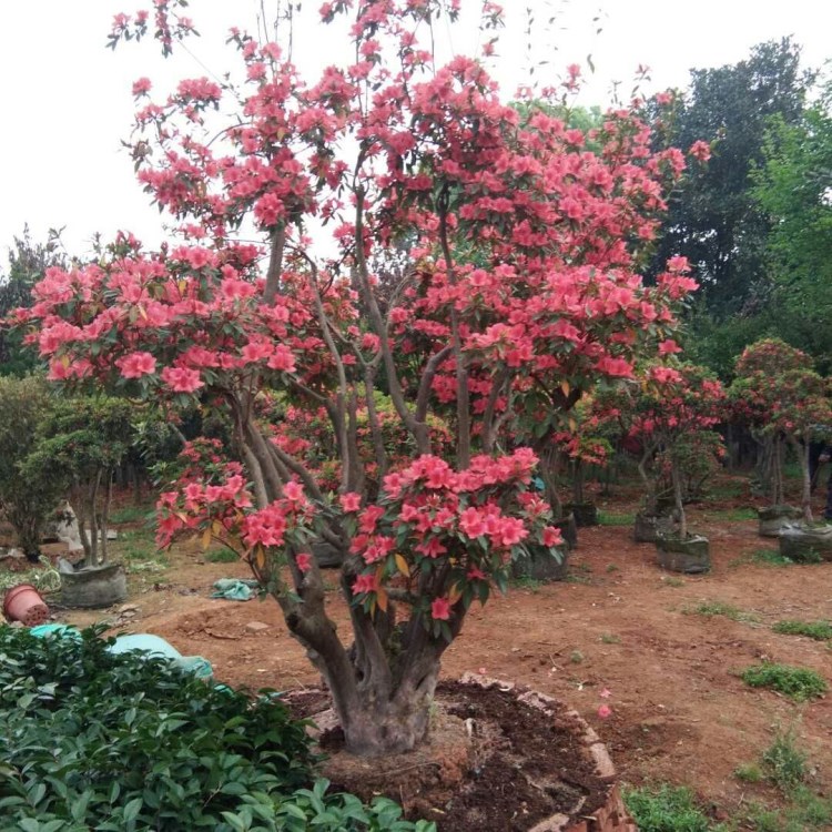 供應(yīng)叢生映山紅高山杜鵑 湖南特產(chǎn)映山紅 綠化工程樹(shù)苗盆栽