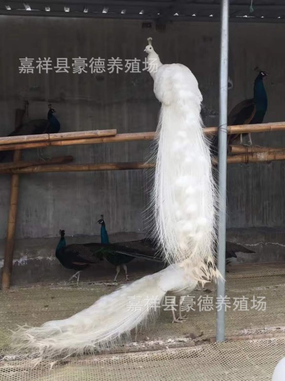 里有賣花孔雀的 一只花孔雀的價(jià)格 供應(yīng)藍(lán)孔雀 白孔雀 孔雀苗
