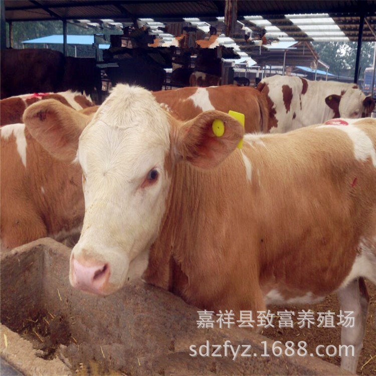 出售肉牛犢 夏洛萊牛 利木贊牛 肉牛品種全 價格低
