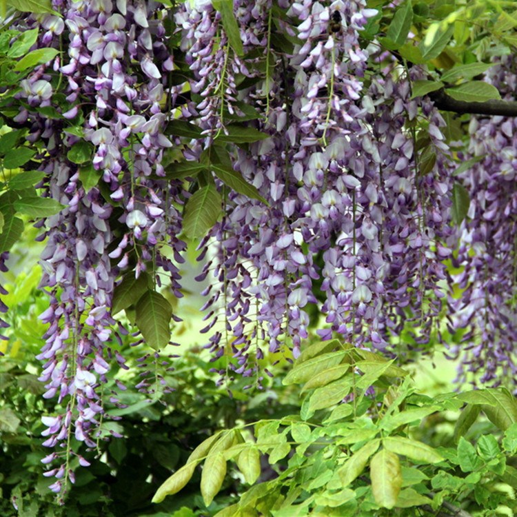 日本多花紫藤花苗 紫藤树苗攀爬花卉 庭院四季花卉植物 花穗超长