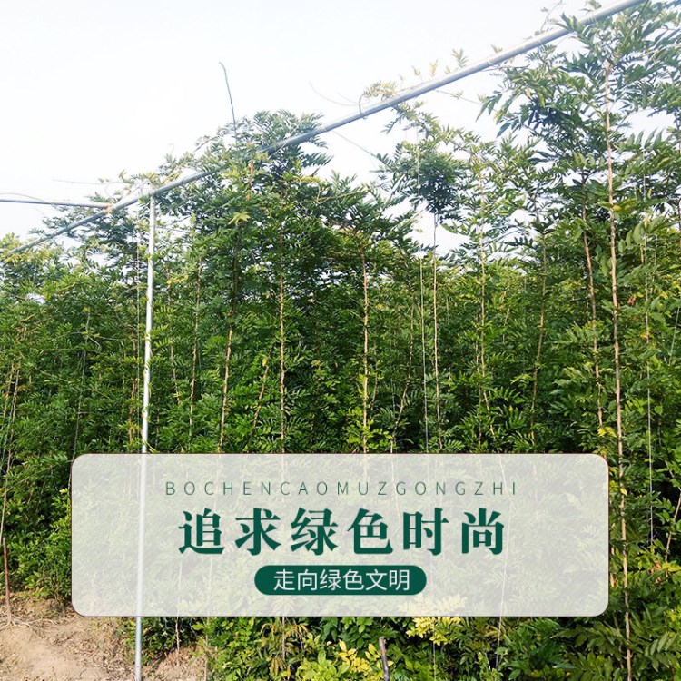 紫藤苗日本系列紫藤多彩紫藤高嫁紫藤基地直銷紫藤等各類綠化苗木