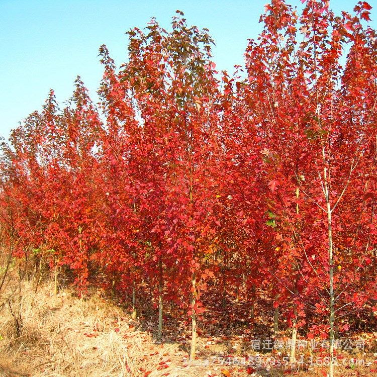 美國紅楓樹苗直銷 園林庭院彩葉綠化工程苗木 紅楓苗 規(guī)格全