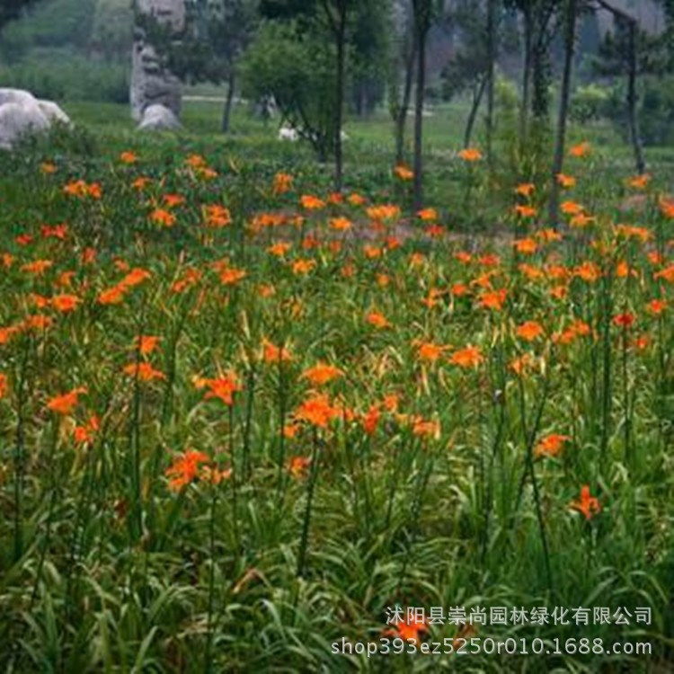 大量批發(fā)大花萱草 大苞萱草 一日百合 大花萱草價(jià)格 大花萱草苗