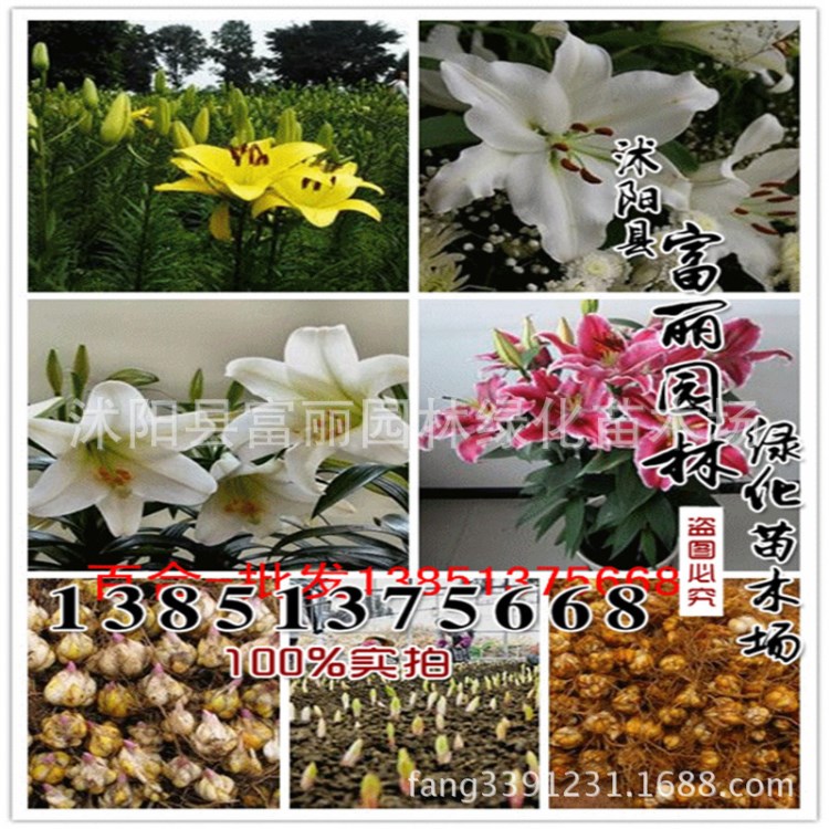 百合花種球價格 百合花種球基地--批發(fā)香水百合花種球  -盆栽苗