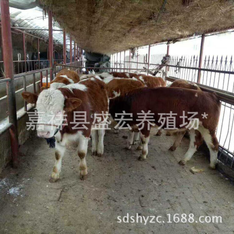 供應各種肉牛 西門塔爾牛價格西門塔爾牛玉米秸養(yǎng)肉牛技術(shù)