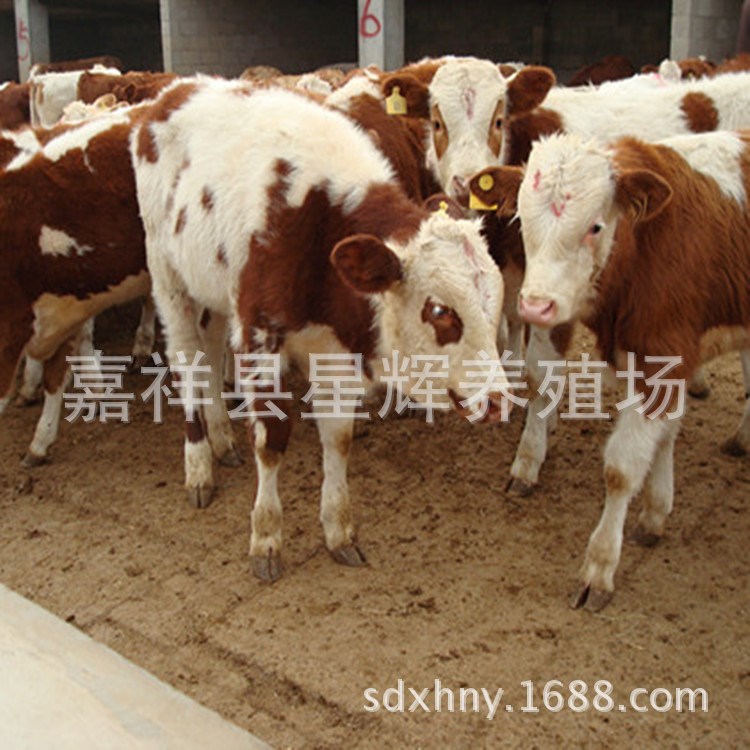 星輝肉牛養(yǎng)殖場(chǎng)先養(yǎng)后付款 提高提供魯西黃牛技術(shù) 西門(mén)塔爾牛牛犢