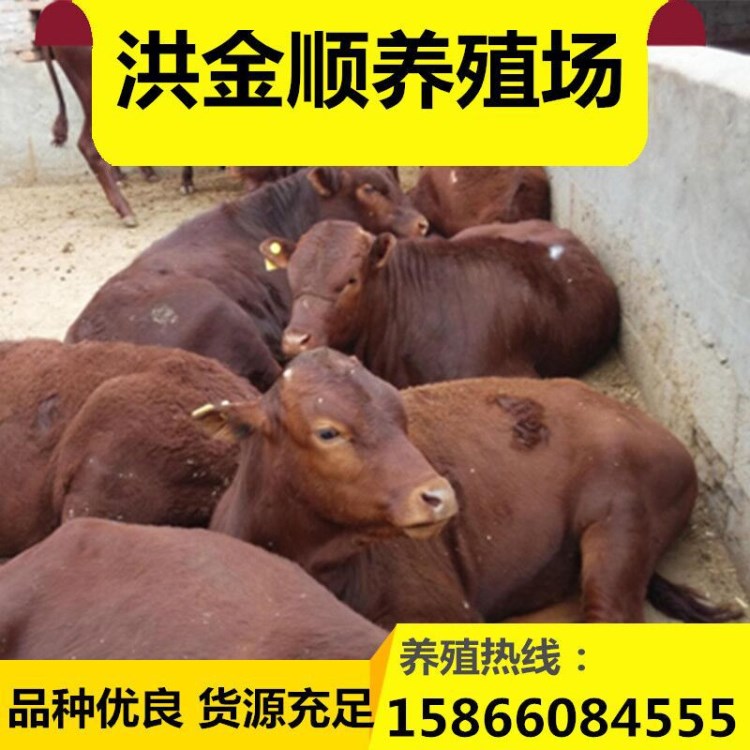 肉牛养殖技术 培训养牛视频 的养牛场