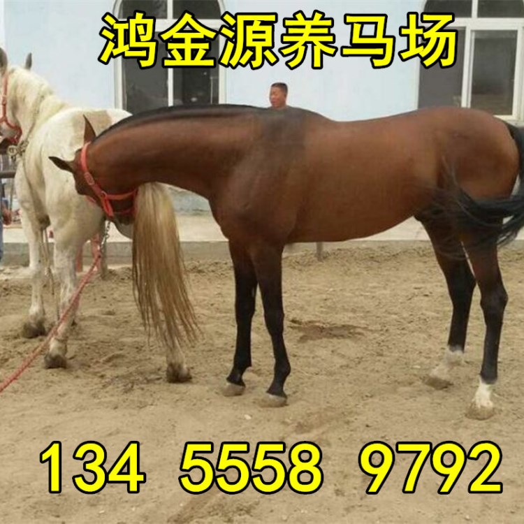 内蒙马伊犁马娱乐马骑乘马小马驹大马_伊犁马价格 骑乘马 国产马