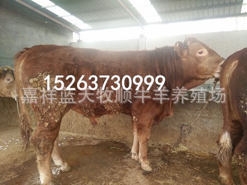 出售小黃牛犢，良種肉牛犢！三元雜交牛犢品種