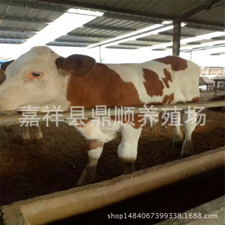 江蘇養牛場 肉牛養殖場供應利木贊小牛犢 西門塔種牛 量大優