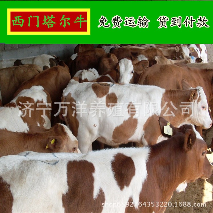 購買西門塔品種牛 小牛犢  西門塔爾牛 批發肉牛犢