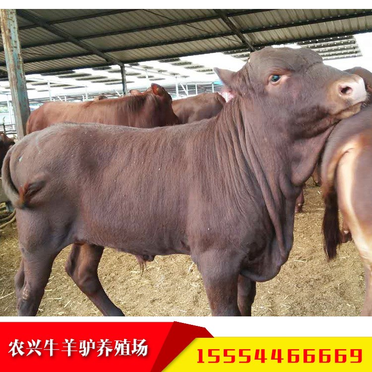 利木贊肉牛  種利木贊牛生長快 小牛苗價(jià)格 免費(fèi)跟蹤服務(wù)