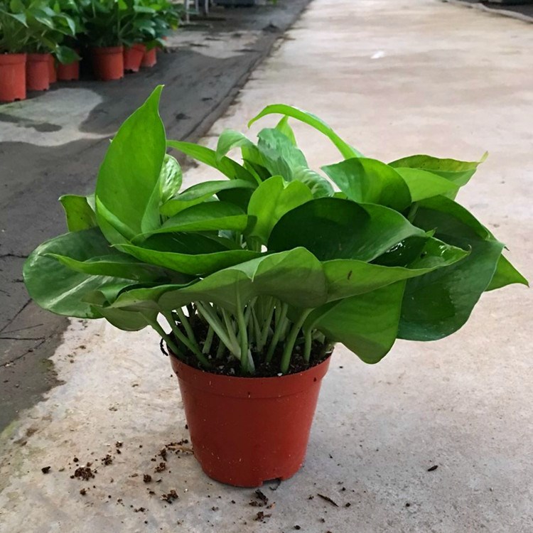 【基地直销】批发青叶绿萝100# 工程绿化植物墙 除甲醛净化空气