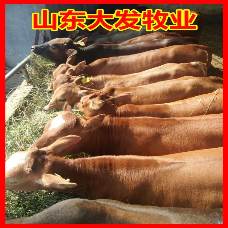 三元雜交肉牛 肉牛養(yǎng)殖利潤(rùn)分析 肉牛犢 牛 安徽小牛苗價(jià)格