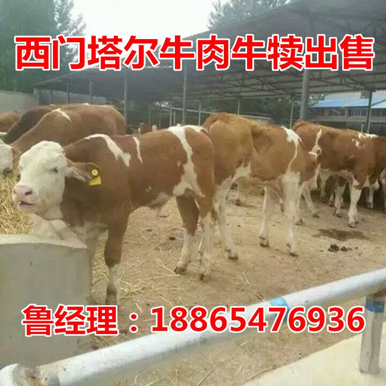 河南養(yǎng)殖場低價銷售肉牛苗、小牛犢、牛價格西門塔爾提供養(yǎng)牛資料